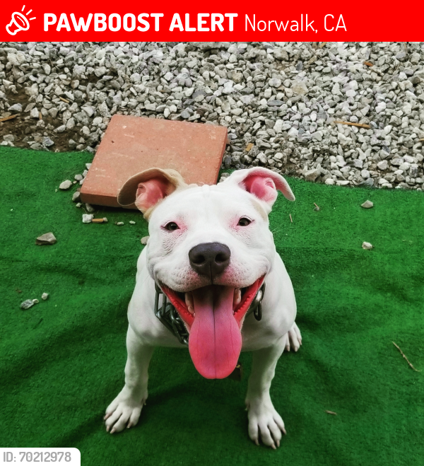 Lost Female Dog last seen Pioneer/florence, Norwalk, CA 90650