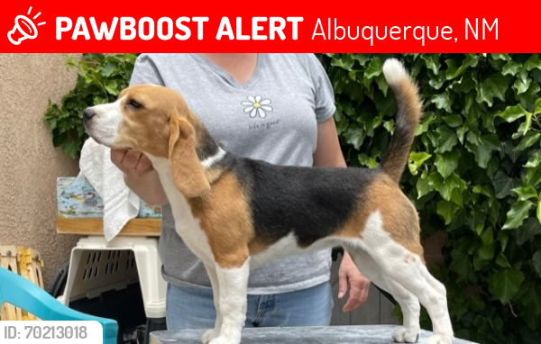Lost Female Dog last seen Unser and Ladera NW, Albuquerque, NM 87120