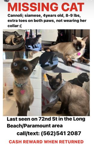 Lost Female Cat last seen Corner of East 72nd St Paramount 90723, Paramount, CA 90723