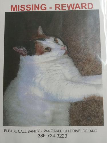 Lost Female Cat last seen Oakleigh Ave. & S. Amelia Ave. , DeLand, FL 32720