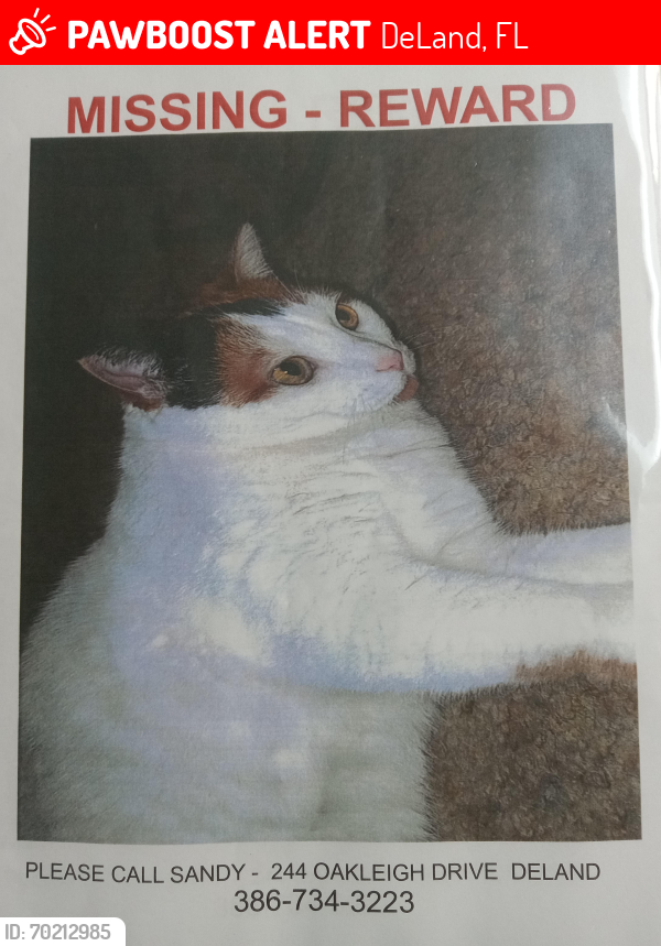 Lost Female Cat last seen Oakleigh Ave. & S. Amelia Ave. , DeLand, FL 32720