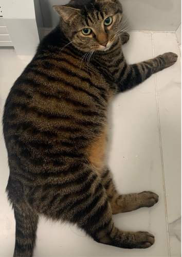 Lost Male Cat last seen 127th St, Queens, NY 11356