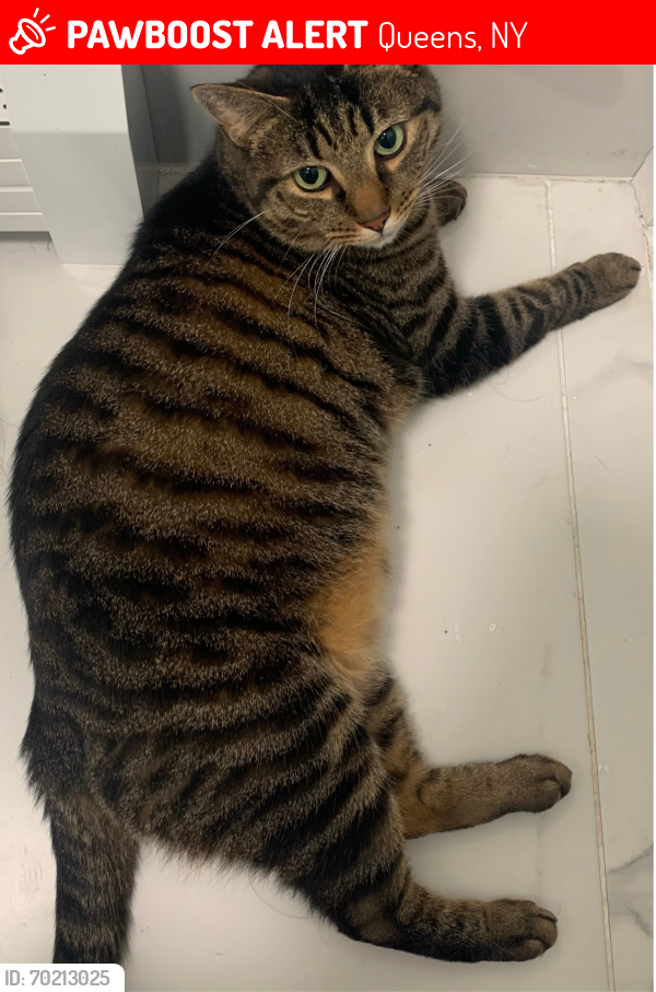 Lost Male Cat last seen 127th St, Queens, NY 11356