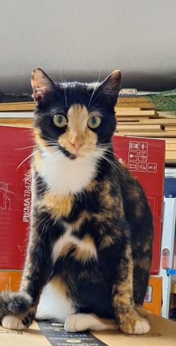 Lost Female Cat last seen Publix, Brushy Creek Rd Easley SC , Easley, SC 29642