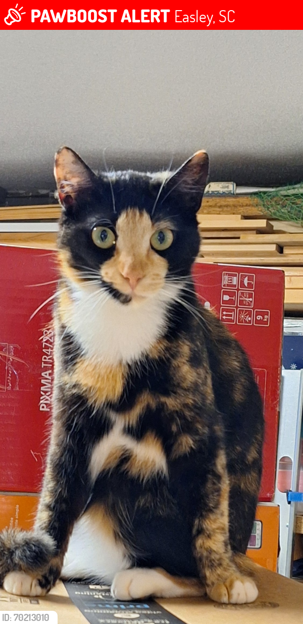 Lost Female Cat last seen Publix, Brushy Creek Rd Easley SC , Easley, SC 29642