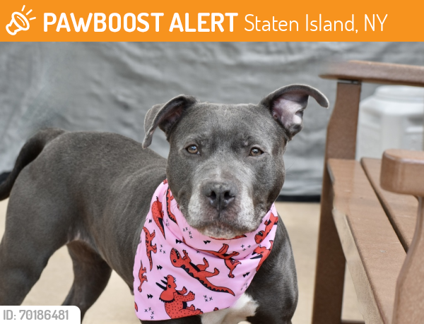 Shelter Stray Female Dog last seen Clove Road, STATEN ISLAND, NY, 10304, Staten Island, NY 10309