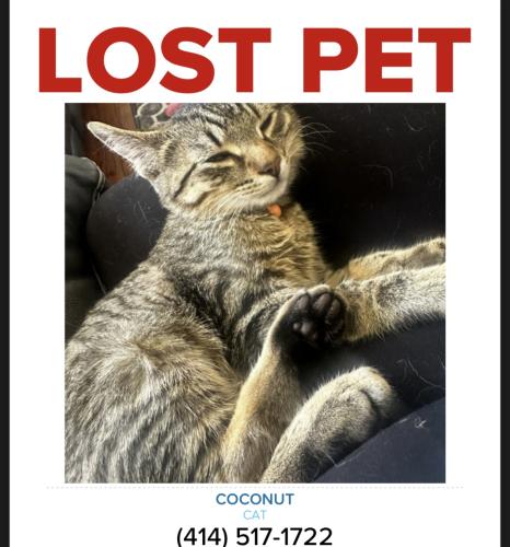 Lost Male Cat last seen Hwy 164 tichigan WI , Waterford, WI 53185