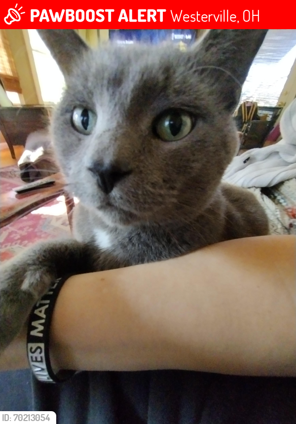 Lost Male Cat last seen Africa road , Westerville, OH 43082
