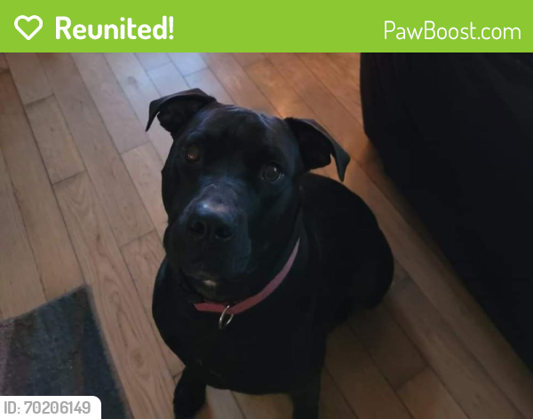 Reunited Female Dog last seen Jamaica Rd, Germantown, OH 45327