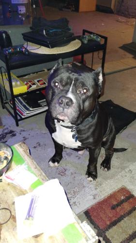 Lost Male Dog last seen Clark ave, Cleveland, OH 44109