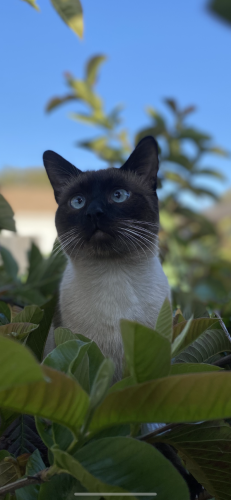 Lost Male Cat last seen Cimarron and Exposition , Los Angeles, CA 90018