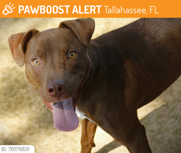 Shelter Stray Male Dog last seen Near BLOCK OCALA RD, TALLAHASSEE FL 32304, Tallahassee, FL 32311