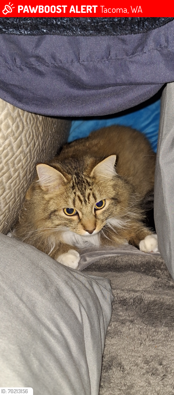 Lost Male Cat last seen 24th ST N & Union AVE, Tacoma, WA 98406