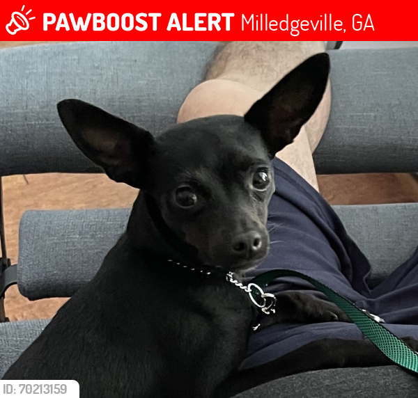 Lost Female Dog last seen Milledgeville fire hse, Milledgeville, GA 31061