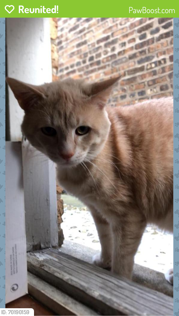 Reunited Male Cat last seen By CTA, Chicago, IL 60629