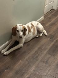 Reunited Male Dog last seen Jones Ferry Road and Abe Burnett Drive, River Road, NC 27889