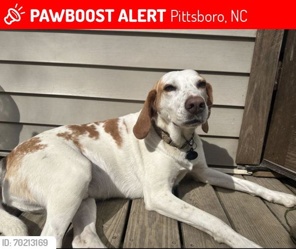 Lost Female Dog last seen Jones Ferry Road and Abe Burnette, Pittsboro, NC 27312