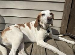 Reunited Female Dog last seen Jones Ferry Road and Abe Burnette, Pittsboro, NC 27312