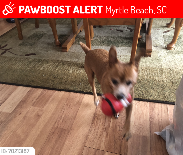 Lost Male Dog last seen Ocean Blvd 2nd ave n, Myrtle Beach, SC 29577