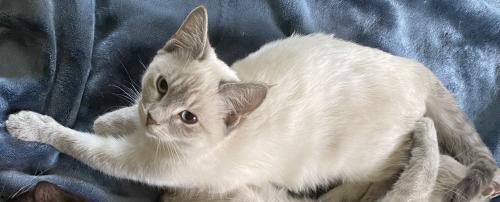 Lost Female Cat last seen Shreve rd, Falls Church, VA 22043