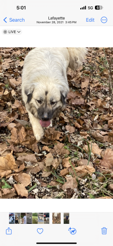 Lost Female Dog last seen Conservation club rd , Lafayette, IN 46915