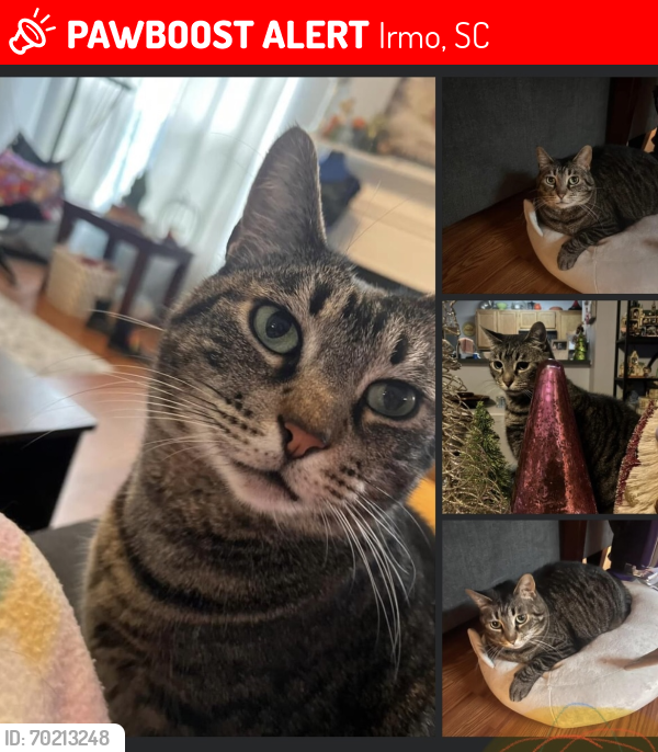 Lost Female Cat last seen Hollingshed Rd. , Irmo, SC 29063
