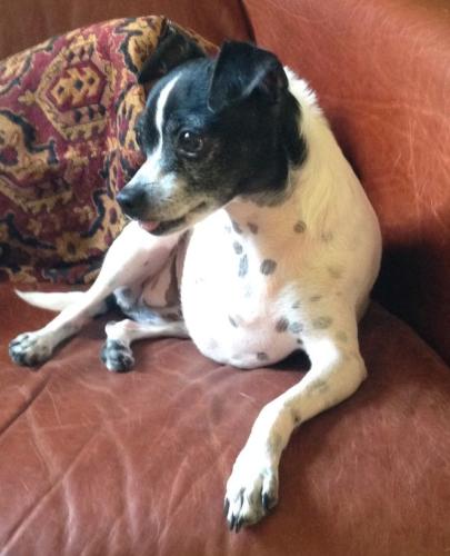 Lost Female Dog last seen Florentia & Queen Anne Ave N, Seattle, WA 98119