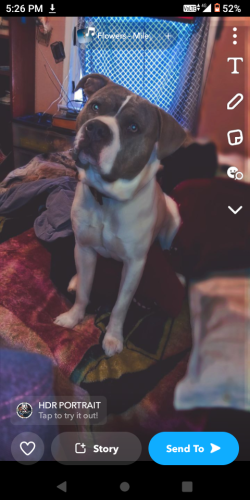Lost Male Dog last seen 55th and Durland by LA recycling place, Oklahoma City, OK 73129