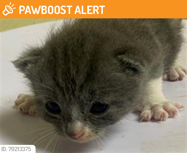 Shelter Stray Female Cat last seen RICHFIELD WAY & LEFORD WAY, Sacramento, CA 95818