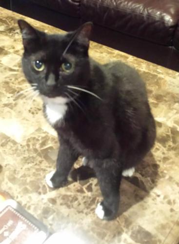 Lost Female Cat last seen Larston & Bunker Hill, Houston, TX 77055