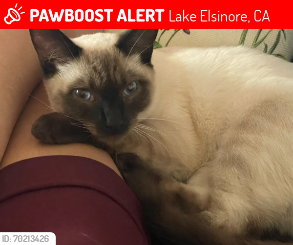 Lost Male Cat last seen Lakeshore/Riverside/Lehr, Lake Elsinore, CA 92530