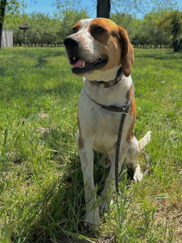 Shelter Stray Male Dog last seen Clinton & Rolinda, Kerman Zone Fresno CO 1A 93630, CA, Fresno, CA 93706