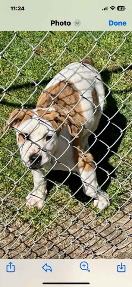 Shelter Stray Male Dog last seen Orange Avenue & Adams Avenue, Fresno Zone Fresno City D 93725, CA, Fresno, CA 93706