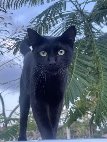 Lost Female Cat last seen On haverhill in between summit and gun club , West Palm Beach, FL 33415
