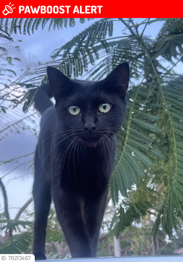 Lost Female Cat last seen haverhill in between summit and gun club, West Palm Beach, FL 33415