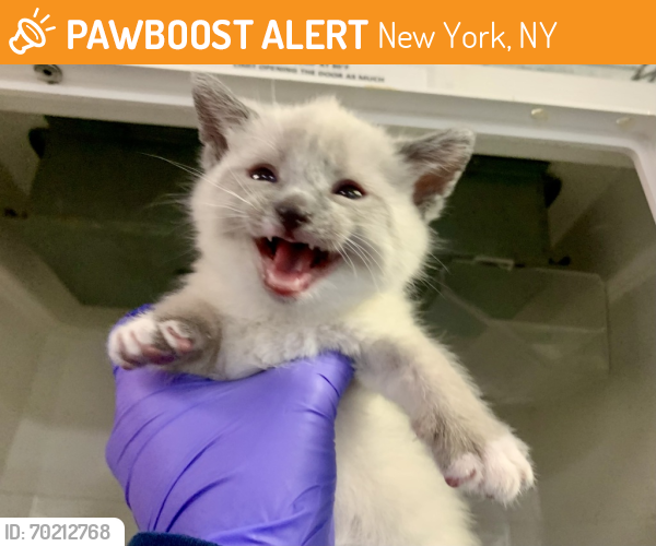 Shelter Stray Male Cat last seen N/a, NEW YORK, NY, 10029, New York, NY 10029