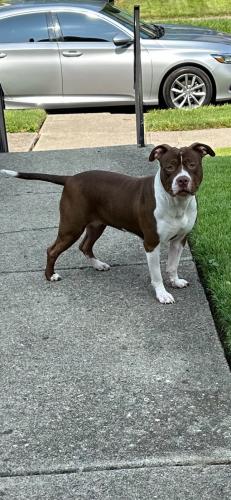 Lost Female Dog last seen Nelson road, Columbus, OH 43206