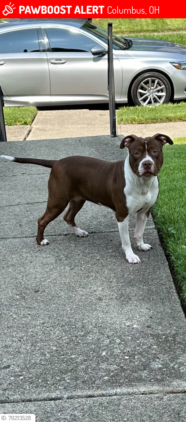 Lost Female Dog last seen Livingston Ave Area/Driving Park, Columbus, OH 43205
