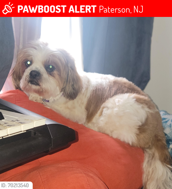 Lost Female Dog last seen Near , Paterson, NJ 07524