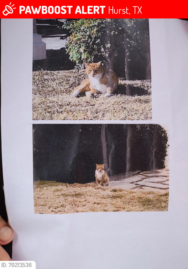 Lost Male Cat last seen Teacher's tools on gvine highway and cannon drive, Hurst, TX 76054