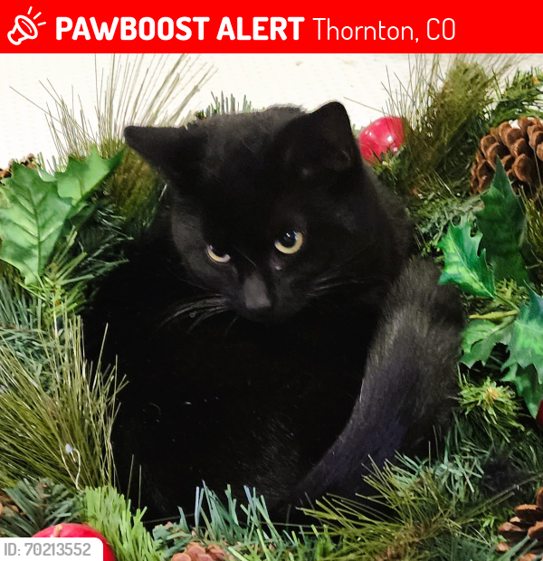 Lost Male Cat last seen 96th and lafayette st, Thornton, CO 80229