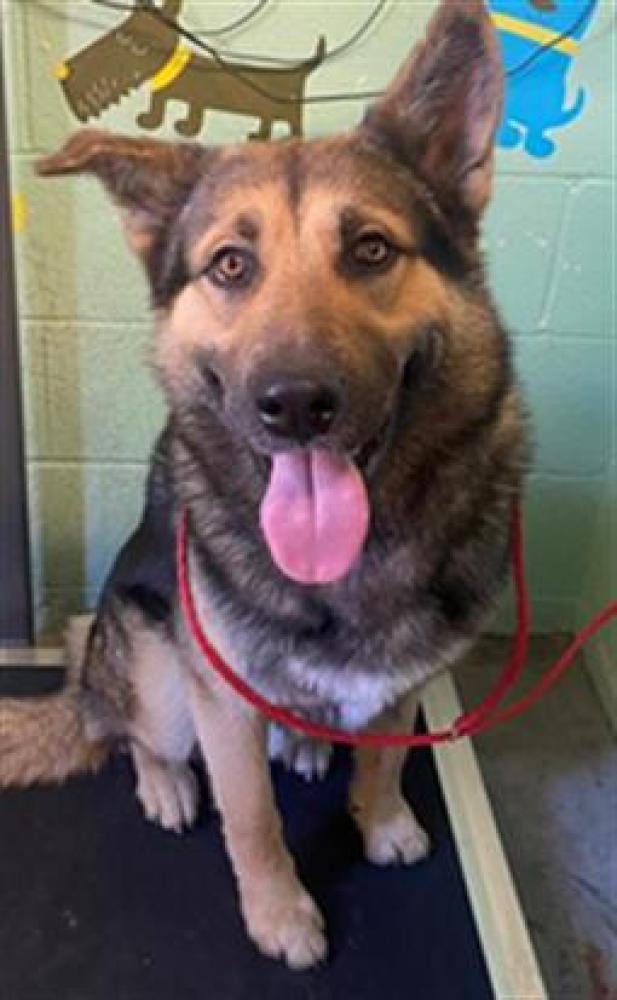 Shelter Stray Male Dog last seen MARYSVILLE BLVD & ACACIA AVE, Sacramento, CA 95818