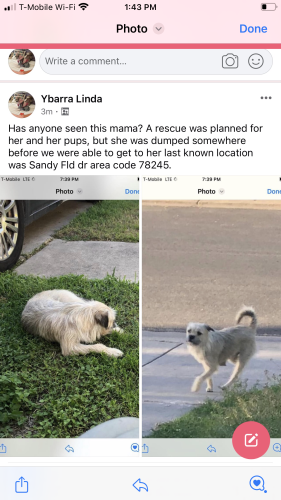 Lost Female Dog last seen Raven field, San Antonio, TX 78245