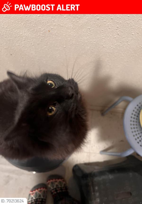 Lost Male Cat last seen Sundance Rd a little South past the housing, McKinley County, NM 87322