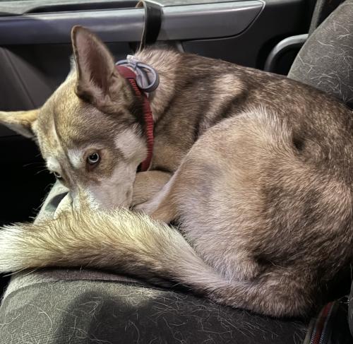 Lost Female Dog last seen Petro travel center, Fargo, ND 58103