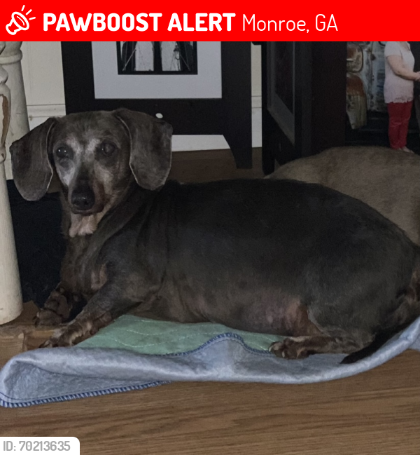 Lost Female Dog last seen Hwy 138 , nunnally rd, Monroe, GA 30655