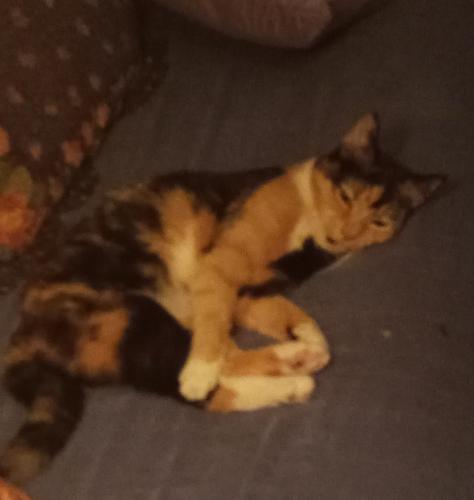 Lost Female Cat last seen 44th and Washington ave., Charleston, WV 25304
