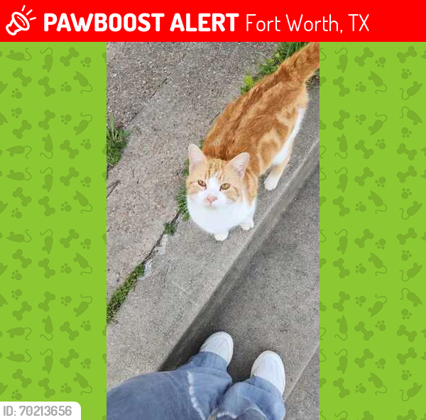 Lost Male Cat last seen Hemphill st. and W. Morningside dr., Fort Worth, TX 76110
