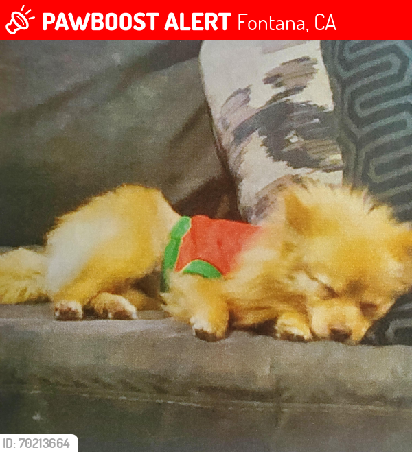 Lost Female Dog last seen Alder and Randall in Fontana , Fontana, CA 92376