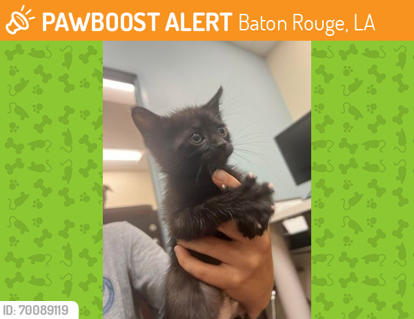 Shelter Stray Unknown Cat last seen Near Pocasset St 70805, 70805, LA, Baton Rouge, LA 70820
